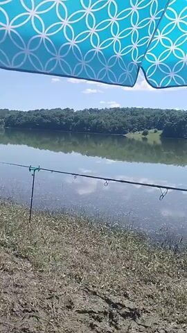The video shows a scenic view of a lake on a sunny day. In the foreground, there is a blue and white umbrella providing shade. Two fishing rods are set up by the shore, one on a rod holder. The lake is calm, reflecting the blue sky and the green trees that surround it. The shore is covered in dry grass and dirt. The scene suggests a relaxing day of fishing.