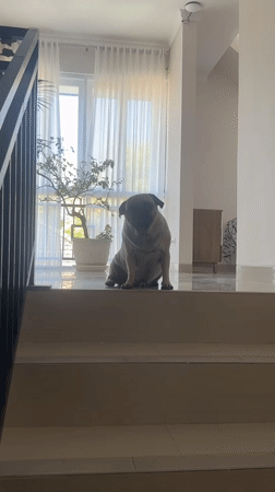 Kuta morning: pug life, a salon visit, and Balinese statues