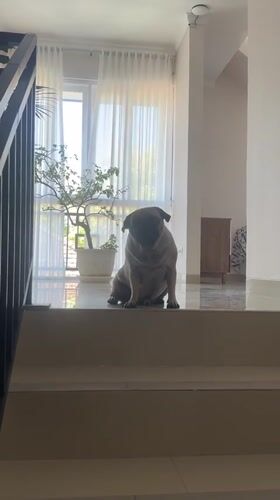 Kuta morning: pug life, a salon visit, and Balinese statues