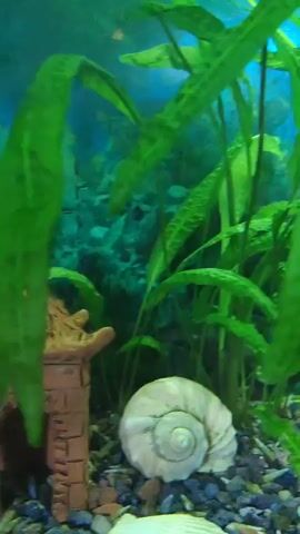 The video shows the inside of an aquarium. There are lush green aquatic plants filling the majority of the frame. On the gravelly bottom of the aquarium, there is a large white spiral shell, several smaller white shells, and some small stones. In the background, some of the aquatic plants are a darker shade of green and appear to be partially obscured by shadows or murkiness. A small, light-colored fish is visible swimming behind the plants in the latter half of the video.