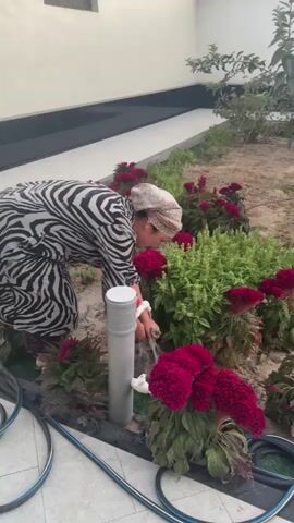A woman wearing a black and white zebra-print dress and a headscarf is watering a garden. She is crouched down and holding a hose, directing water towards the base of several large, red flowers. A grey pipe with a white spigot is located in the garden, and water is visibly coming out of it. The ground is covered in dirt and mulch, and there are more red flowers and green foliage surrounding the area. A black hose is coiled on the ground in the foreground, and a white and blue hose is also visible. The scene appears to be an outdoor garden space next to a building with a light-colored wall.