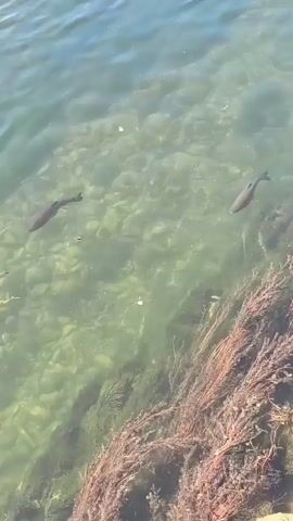 A school of small, dark fish swim in clear, shallow water. The bottom of the water is visible, covered in small rocks and some green and brown aquatic plants. The fish are moving towards the right of the frame, and some appear to be swimming in a line. The water is calm, with ripples visible on the surface. The overall impression is one of natural tranquility.
