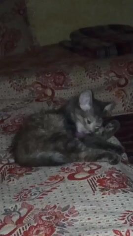 A grey tabby kitten with white fur on its chest and paws is grooming itself on a floral-patterned bed. The kitten is curled up and appears to be licking its front leg. The bed is covered with a blanket that has a red and white floral pattern. The lighting is dim.