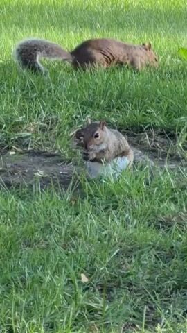 Two squirrels are visible in a grassy area. One squirrel is in the foreground, sitting upright and holding something in its paws while it eats. This squirrel is gray and white. Behind it, another squirrel is lying down on the grass, facing to the right. This squirrel is brown and has a long, bushy tail that curves over its back. The environment is a lawn with green grass and some bare patches of dirt.