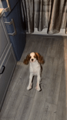 Moscow Family Documents Evening Home Life with Baby and Puppy
