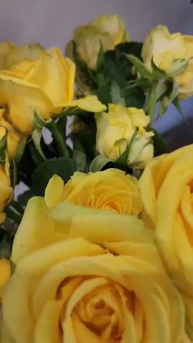 This media file displays a close-up shot of a bouquet of yellow roses. The flowers are the primary subject, with their petals in various stages of bloom. The roses are a vibrant yellow, with some showing hints of lighter yellow or pale green towards the center. Some of the roses appear to be fully open, revealing their intricate layered structure, while others are still in bud form or are partially obscured by leaves. The background is softly blurred, suggesting a shallow depth of field, and consists of muted colors, possibly a wall or fabric, with hints of green foliage from the roses' stems and leaves.

The lighting appears to be soft and diffused, casting gentle shadows on the petals and highlighting their textures. There are no people visible in the frame. The scene is static, with no discernible activity or event taking place beyond the inherent beauty of the flowers. The overall emotion conveyed is one of natural beauty and perhaps serenity, evoked by the soft colors and gentle focus.

There is no visible text in this media file. The setting appears to be indoors, given the controlled lighting and background, though it could be a studio setting or a well-lit room. The specific location context of Baghramyan, Armenia, is not visually evident from the image itself, as there are no landmarks or specific environmental cues to indicate this. The time of day and weather conditions are also not determinable from the image. The focus is entirely on the delicate beauty and form of the yellow roses.