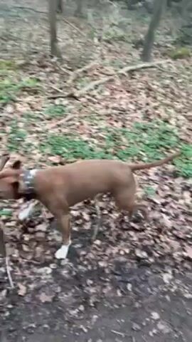 The video depicts a light brown short-haired dog trotting along a muddy path in a forest. The dog is carrying a stick in its mouth. A person wearing a dark jacket and light-colored pants is walking ahead of the dog on the same path, moving away from the camera. The forest setting consists of bare trees and a ground covered with fallen leaves and patches of green vegetation. The camera follows the dog as it moves down the path.