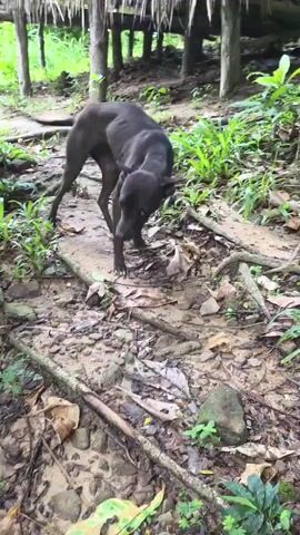 A black dog stands on a dirt path in a wooded area. The dog is looking down and sniffing the ground. The dog's tail is tucked between its legs. The dog is thin and appears to be underweight. The background of the video is out of focus, but it appears to be a forest. There is a thatched roof structure in the background.