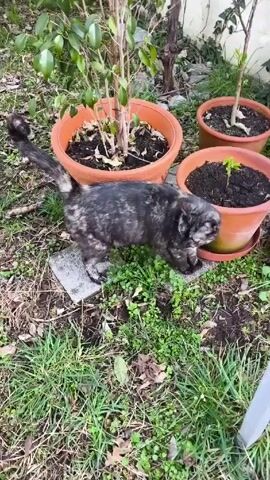 The video shows a calico cat in a garden. The cat is dark gray and brown with white patches, and it has a long tail. It is wearing a red collar. The cat is walking around several potted plants. The plants are in terracotta pots and are sitting on a patch of grass mixed with dirt. The grass is also interspersed with small green plants. The background includes a white wall. The video is stable and the lighting is natural.