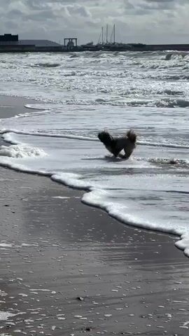 A Shih Tzu dog is playing in the shallow water on a sandy beach. The dog is splashing around in the foamy waves. In the background, there are buildings along the coastline and some boats in the water. The sky is cloudy. The video pans from the dog to other dogs and people walking on the beach. Another dog, a larger, dark-colored dog, is visible in the second frame. In the third frame, a person is walking on the beach, and the Shih Tzu is running towards them. The environment is a beach with sand, pebbles, and water. The weather appears to be overcast.