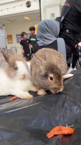 The video shows two rabbits on a black surface. One rabbit is brown and white, the other is brown. The brown rabbit is eating a piece of carrot. There are other pieces of carrot on the surface. In the background, there are people, including children and adults. The environment appears to be an outdoor market or event. One person in the background is wearing a grey hijab. Another person is wearing a black shirt with a backpack. A third person is wearing a black shirt. The scene is brightly lit.