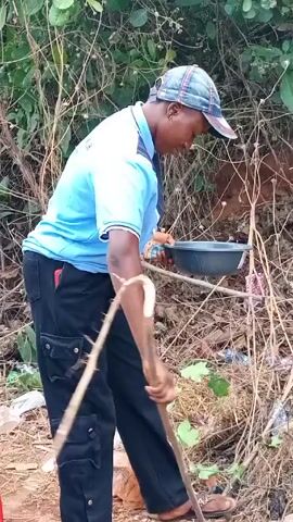 A woman stands outdoors among foliage and some scattered trash. She wears a blue and black short-sleeved polo shirt, black pants with multiple pockets, a baseball cap, and sandals. She holds a dark gray bowl with white objects in it and also holds a long, slender stick. She looks directly at the camera and speaks. Her facial expression appears serious. The foliage behind her is green and brown.