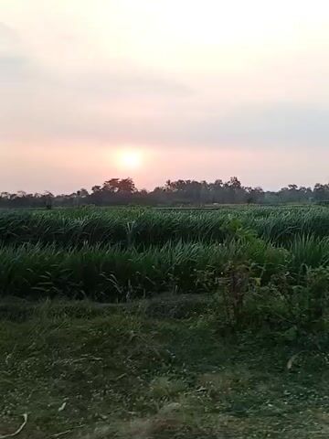 The video shows a rural landscape during sunset. The sky is partly cloudy with the sun visible in the distance, casting a soft glow. The foreground is a dirt path with some green grass and scattered debris. Behind the path is a large field of green crops, possibly corn or sugarcane, with rows clearly visible. The field stretches towards a line of trees in the background. The camera appears to be moving, possibly from a vehicle, as indicated by the slight blur and the changing perspective. There are no people or animals visible in the video. The overall atmosphere is serene and peaceful, capturing the beauty of a rural sunset.