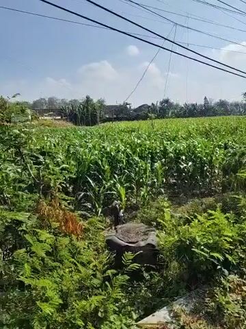 The video shows an outdoor scene with a large field of green crops, likely corn, under a bright, sunny sky with visible power lines overhead. In the foreground, there is abundant green vegetation and some soil. As the video progresses, two young boys, dressed in white shirts and dark pants, walk along a dirt path bordering the field. They are seen from behind, walking away from the camera towards a telephone pole in the distance. The environment appears to be rural or agricultural.