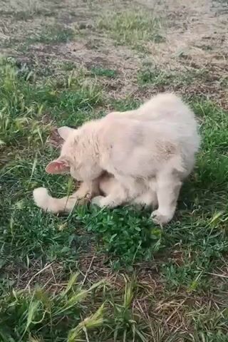 A pale orange cat is grooming itself in a grassy area. The cat is seated on the grass, with its head lowered and its body angled towards the right. Its left hind leg is extended, and its mouth appears to be in contact with its leg. The grass is green with some dry patches. The background is out of focus and appears to be a dirt or gravel surface with some dried vegetation. The lighting suggests it is daytime.