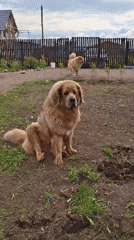 Dogs and excavated terrain documented in Kempelevo, Russia