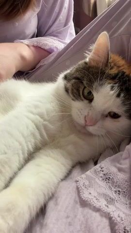A close-up, eye-level shot shows a cat being petted by a person. The cat is lying on its back, with its paws in the air. A person's hand is seen petting the cat's face and chest. The cat appears to be enjoying the attention, as it is purring and kneading its paws. The background is a soft, blurry purple fabric, possibly pajamas or a blanket. The lighting is soft and natural.