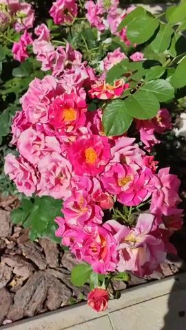 This is a close-up video of a cluster of pink and fuchsia roses in bloom. The roses are multi-petaled, with some showing striped or variegated patterns of pink and white. The center of each rose features bright orange stamens. The roses are part of a bush with green leaves visible in the background. The lower portion of the video shows a ground cover of bark mulch and the edge of a concrete planter. Sunlight illuminates the flowers, creating highlights and shadows. There are no people or animals visible in the video.