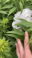 Moscow resident documents flowers and street scenes during brief outing
