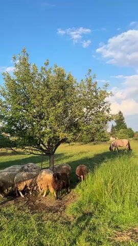 The video pans across a rural landscape under a bright blue sky with scattered white clouds. In the foreground, a flock of sheep graze in a grassy field next to a large tree. One sheep is darker than the others and stands out from the flock. Further in the background, a light brown horse grazes in the field. The scene is bathed in warm, natural light, suggesting it is either early morning or late afternoon. A small, weathered building or shed is visible among trees in the distance. The overall impression is of a peaceful, pastoral setting.