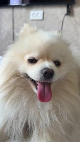 This is a close-up, vertical video of a cream-colored Pomeranian dog. The dog is panting with its tongue hanging out. Its fur is fluffy and surrounds its face. The background appears to be a wall with textured wallpaper and a white electrical outlet. There is also a dark object, possibly a television, visible in the upper portion of the frame. The lighting is natural and appears to be coming from the right side of the frame, casting shadows on the left side of the dog's face. The dog's eyes are dark and bright, and its nose is dark brown. The video is short, lasting only a few seconds, and captures the dog's expressive face.