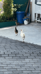 Three chickens cross driveway in Jimbaran, Indonesia