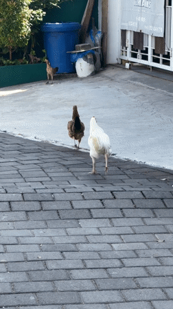Three chickens cross driveway in Jimbaran, Indonesia