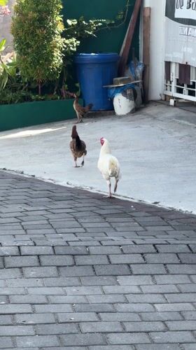 Three chickens cross driveway in Jimbaran, Indonesia