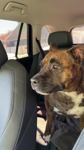 A medium shot shows a brown and black brindle dog with white paws sitting in the backseat of a car. The dog is harnessed to the seat and resting on a grey blanket. The car seats are black leather, and the dog is looking out the window. The background outside the car window is blurry, showing a house and trees.
