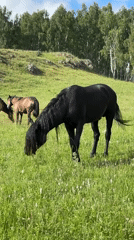 Rural meadow visit with grazing horses and wildflower documentation