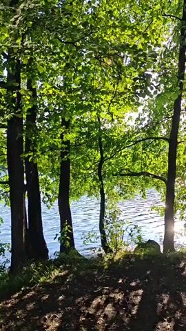The video shows a wooded area next to a body of water. Sunlight filters through the green leaves of the trees, casting dappled shadows on the ground. A narrow path winds through the trees. In the distance, two people are visible walking along the path. The person in the foreground is wearing a light-colored outfit and the person behind them is wearing a green shirt. The water is calm and reflects the sunlight. The overall scene is peaceful and natural.