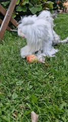 Two dogs share apples in a Klaipėda garden