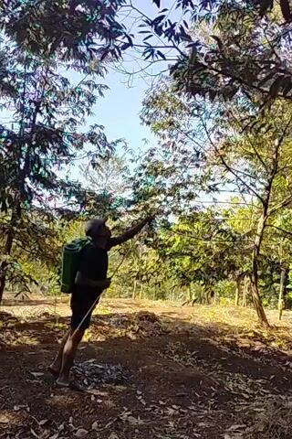A man wearing a black t-shirt, black shorts, and a green backpack sprayer is standing in a field of trees, reaching up with his right hand towards the branches. The ground is covered in dry leaves and dirt. The sun is shining through the trees, casting shadows. The man appears to be spraying the trees.