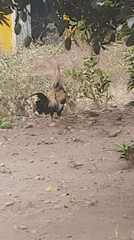 Village life in East Java: flowers, roosters, and a toddler's evening wander