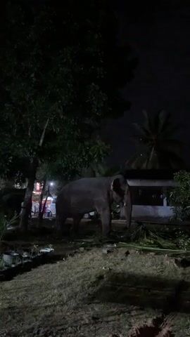 This video shows an elephant standing in a grassy area at night. There is a large tree on the left side of the frame, and a building in the background on the right. Several people are visible walking around the building and in the vicinity of the elephant. The elephant appears to be eating some vegetation.