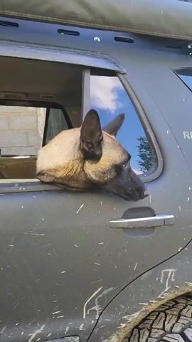 A medium shot shows a tan Belgian Malinois dog with its head out the partially open window of a gray car. The dog has alert ears and a black muzzle and is looking to the right. The car is dusty with what appears to be mud splatters on the door. In the background, there is a light-colored building under a blue sky with fluffy white clouds.