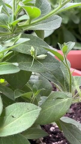 A baby praying mantis is resting on a green leaf. The praying mantis is light green and has a long, slender body with a segmented abdomen and a triangular head. Its forelegs are folded in front of its body, and its hind legs are spread out. The praying mantis is facing to the left, and its head is turned to the right. The leaf is dark green and has a rough texture. The background is blurred and appears to be a garden with other green plants. The video is shot from a close-up perspective, focusing on the praying mantis.