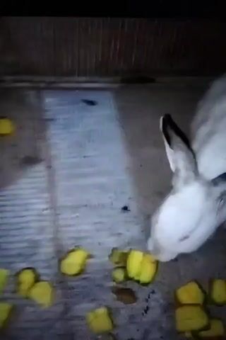 The video shows several rabbits in an enclosure with bamboo-like walls. One white rabbit is in the foreground, eating yellow food. Another black rabbit is partially visible to the right. The enclosure appears to be on a dirt or concrete floor. The lighting is dim.
