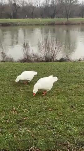 The video shows two white geese eating on a green grassy area next to a body of water. In the background, there are trees without leaves and an overcast sky. A road is heard in the background.