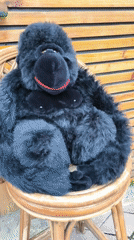Street musician performs while plush gorilla sits in Varna