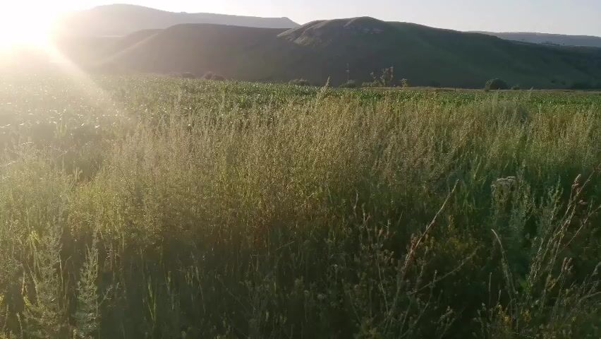 This video shows a field of green grass with a bright sunlit sky in the background. The sun is setting, casting a warm glow over the scene. The grass is tall and lush, with a few wildflowers scattered throughout. In the distance, there are rolling hills. The video appears to be filmed outdoors in a rural setting.