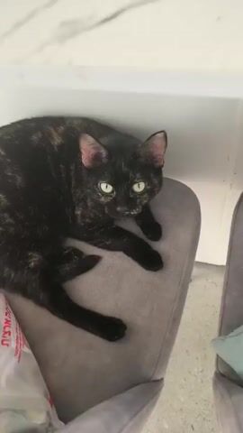 This media file features a close-up, slightly shaky video of a tortoiseshell cat with striking green eyes. The cat is lying on a grey upholstered chair, its paws splayed out. The cat's fur is a mix of black, brown, and orange, characteristic of its breed. In one brief moment, a hand with light skin reaches into the frame and gently strokes the cat's head, near its ear. The background is slightly out of focus, but suggests an indoor setting with furniture, including another grey chair visible to the right. The lighting appears to be artificial, and there is no indication of the time of day or weather conditions. The overall mood is calm and intimate, capturing a moment of gentle interaction between a human and their pet. The video is brief, with the action of petting occurring within the first two seconds. There is no visible text in the media file. The location context of Hadera, Israel, does not provide any visual cues within the media itself.