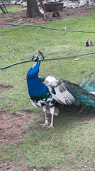 Cooking prep and peacock sighting captured in Budva