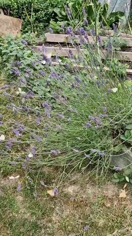 The video shows a bush with purple flowers, possibly lavender, in a garden setting. Several white butterflies are visible fluttering around the bush and resting on the flowers and leaves. The ground is covered with dry grass and some fallen leaves. In the background, there are more plants and some wooden structures, possibly part of a raised garden bed or steps. The lighting suggests it is daytime with natural sunlight.