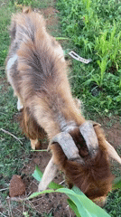 Farm animals feed on corn in Gura Top, Nigeria