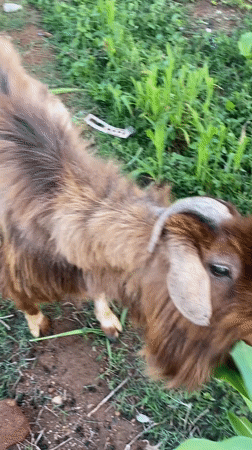 Farm animals feed on corn in Gura Top, Nigeria