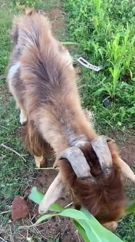 Farm animals feed on corn in Gura Top, Nigeria