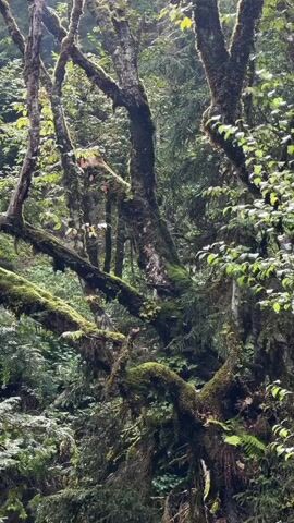 The video captures a close-up view of a dense forest environment, focusing on the trunks and branches of trees heavily covered in moss. The lighting suggests an overcast or shaded day, with dappled sunlight filtering through the canopy. The trees appear old and gnarled, with thick, twisted branches creating a complex network against a backdrop of lush green foliage. The moss gives the scene a damp, ancient, and slightly mysterious atmosphere. No people or animals are visible, and there are no discernible actions or interactions. The focus is solely on the natural textures and forms of the forest.