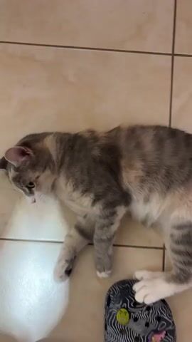 A calico cat is lying on a tiled floor. A person's foot wearing a black croc with a white topographic pattern and colorful jibbitz is positioned under the cat's paws. The cat is interacting with the croc, batting at it with its paws and opening its mouth. The background shows a wooden floor and wall.