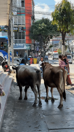 Two cows stand on wet Pokhara street amid morning activity